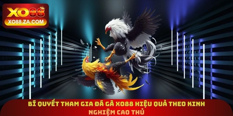 Bí quyết tham gia đá gà Xo88 hiệu quả theo kinh nghiệm cao thủ