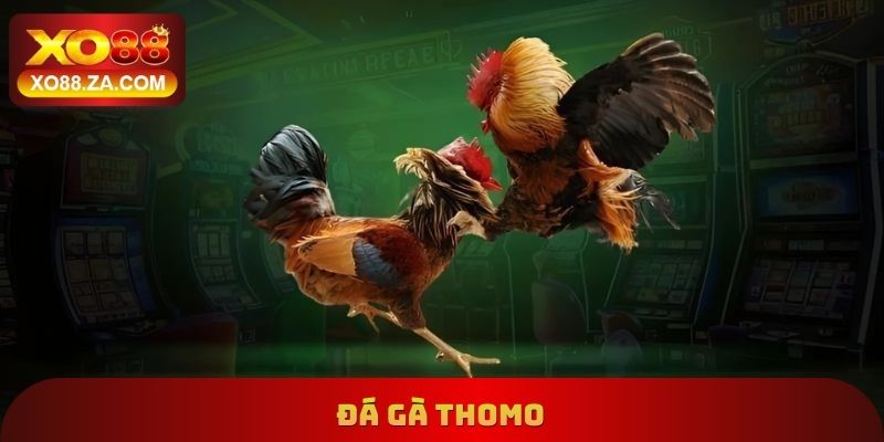 Đá Gà Thomo
