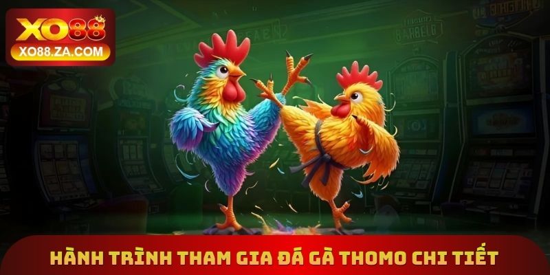 Hành trình tham gia đá gà Thomo chi tiết