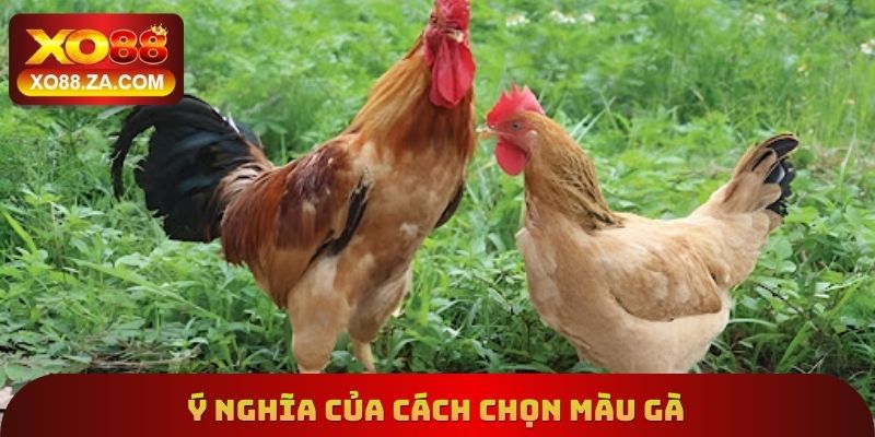 Ý nghĩa của cách chọn màu gà